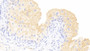 DAB staining on IHC-P; Samples: Rabbit Bladder Tissue;  Primary Ab: 5μg/ml Cavia Anti-Rabbit BMP4 Antibody Second Ab: 2µg/mL HRP-Linked Rabbit Anti-Cavia IgG Polyclonal Antibody 