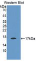 E-selectin Polyclonal Antibody, CAU30865