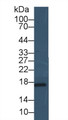 Leptin (LEP) Polyclonal Antibody, CAU30923