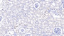 DAB staining on IHC-P; Samples: Bovine Kidney Tissue;  Primary Ab: 20µg/ml Rabbit Anti-Bovine MMP7 Antibody Second Ab: 2µg/mL HRP-Linked Caprine Anti-Rabbit IgG Polyclonal Antibody 