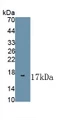 Nerve Growth Factor (NGF) Polyclonal Antibody, CAU30943