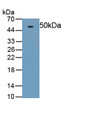 Osteoprotegerin (OPG) Polyclonal Antibody, CAU30948