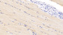 DAB staining on IHC-P; Samples: Bovine Skeletal muscle Tissue; Primary Ab: 20µg/ml Rabbit Anti-Bovine VEGFD Antibody Second Ab: 2µg/mL HRP-Linked Caprine Anti-Rabbit IgG Polyclonal Antibody