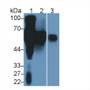 Alpha-2-Heremans Schmid Glycoprotein (AHSG) Polyclonal Antibody, CAU30979