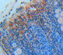 Used in DAB staining on fromalin fixed paraffin- embedded Kidney tissue