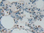 DAB staining on IHC-P; Samples: Rat Lung Tissue; Primary Ab: 20µg/ml Rabbit Anti-Rat H3 Antibody Second Ab: 2µg/mL HRP-Linked Caprine Anti-Rabbit IgG Polyclonal Antibody