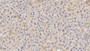 DAB staining on IHC-P; Samples: Mouse Liver Tissue; Primary Ab: 20µg/ml Rabbit Anti-Mouse GPX1 Antibody Second Ab: 2µg/mL HRP-Linked Caprine Anti-Rabbit IgG Polyclonal Antibody