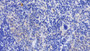 DAB staining on IHC-P; Samples: Mouse Spleen Tissue; Primary Ab: 20µg/ml Rabbit Anti-Mouse GPX1 Antibody Second Ab: 2µg/mL HRP-Linked Caprine Anti-Rabbit IgG Polyclonal Antibody