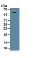 Galectin 9 (GAL9) Polyclonal Antibody, CAU31034