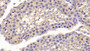 DAB staining on IHC-P; Samples: Rabbit Testis Tissue;  Primary Ab: 30µg/ml  Cavia Anti-Rabbit OC Antibody Second Ab: 2µg/mL HRP-Linked Rabbit Anti-Cavia IgG Polyclonal Antibody 