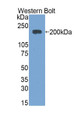 Immunoglobulin E (IgE) Polyclonal Antibody, CAU31115