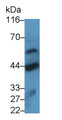 Haptoglobin (Hpt) Polyclonal Antibody, CAU31230