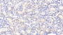 DAB staining on IHC-P; Samples: Bovine Kidney Tissue;  Primary Ab: 10µg/ml Rabbit Anti-Bovine OPN Antibody Second Ab: 2µg/mL HRP-Linked Caprine Anti-Rabbit IgG Polyclonal Antibody 