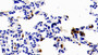 DAB staining on IHC-P; Samples: Rabbit Lung Tissue; Primary Ab: 10μg/ml Cavia Anti-Rabbit S100A12 Antibody Second Ab: 2µg/mL HRP-Linked Rabbit Anti-Cavia IgG Polyclonal Antibody