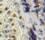 Used in DAB staining on fromalin fixed paraffin-embedded Spleen tissue