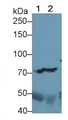 Complement C4-B (C4B) Polyclonal Antibody, CAU31383