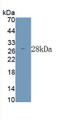 Ornithine Decarboxylase (ODC) Polyclonal Antibody, CAU31388
