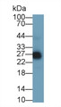 Glucocorticoid Induced Tumor Necrosis Factor Receptor (GITR) Polyclonal Antibody, CAU31441
