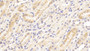 DAB staining on IHC-P; Samples: Rabbit Kidney Tissue; Primary Ab: 10μg/ml Cavia Anti-Rabbit LOX1 Antibody Second Ab: 2µg/mL HRP-Linked Rabbit Anti-Cavia IgG Polyclonal Antibody