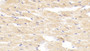 DAB staining on IHC-P; Samples: Rabbit Cardiac Muscle Tissue; Primary Ab: 10μg/ml Cavia Anti-Rabbit LOX1 Antibody Second Ab: 2µg/mL HRP-Linked Rabbit Anti-Cavia IgG Polyclonal Antibody