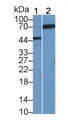 Neuregulin 1 (NRG1) Polyclonal Antibody, CAU31483