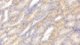 DAB staining on IHC-P; Samples: Porcine Kidney Tissue; Primary Ab: 20µg/ml Rabbit Anti-Porcine TRF Antibody Second Ab: 2µg/mL HRP-Linked Caprine Anti-Rabbit IgG Polyclonal Antibody