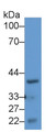 Surfeit 1 (SURF1) Polyclonal Antibody, CAU31594