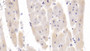DAB staining on IHC-P; Samples: Porcine Cardiac Muscle Tissue;  Primary Ab: 20µg/ml Rabbit Anti-Porcine PDGFB Antibody Second Ab: 2µg/mL HRP-Linked Caprine Anti-Rabbit IgG Polyclonal Antibody 