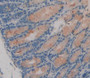 Used in DAB staining on fromalin fixed paraffin- embedded intestine tissue