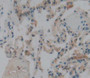 Used in DAB staining on fromalin fixed paraffin- embedded lung tissue