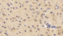 DAB staining on IHC-P; Samples: Mouse Cerebrum Tissue;  Primary Ab: 30µg/ml Rabbit Anti-Mouse PLCd1 Antibody Second Ab: 2µg/mL HRP-Linked Caprine Anti-Rabbit IgG Polyclonal Antibody 