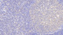 DAB staining on IHC-P; Samples: Human Lymph node Tissue; Primary Ab: 20μg/ml Rabbit Anti-Human NR1D1 Antibody Second Ab: 2µg/mL HRP-Linked Caprine Anti-Rabbit IgG Polyclonal Antibody