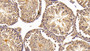 DAB staining on IHC-P; Samples: Mouse Testis Tissue;  Primary Ab: 10μg/ml Rabbit Anti-Mouse NR0B1 Antibody Second Ab: 2µg/mL HRP-Linked Caprine Anti-Rabbit IgG Polyclonal Antibody 