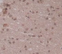 Used in DAB staining on fromalin fixed paraffin- embedded brain tissue