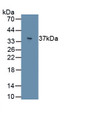 Perilipin 3 (PLIN3) Polyclonal Antibody, CAU31729