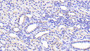 DAB staining on IHC-P; Samples: Human Kidney Tissue; Primary Ab: 20μg/ml Rabbit Anti-Human SLC39A7 Antibody Second Ab: 2µg/mL HRP-Linked Caprine Anti-Rabbit IgG Polyclonal Antibody