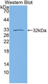 Guanylate Binding Protein 7 (GBP7) Polyclonal Antibody, CAU31748