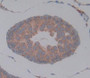 Used in DAB staining on fromalin fixed paraffin- embedded testis tissue