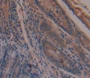 Used in DAB staining on fromalin fixed paraffin- embedded intestine tissue