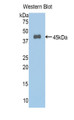 Annexin A1 (ANXA1) Polyclonal Antibody, CAU31771