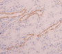 Used in DAB staining on fromalin fixed paraffin- embedded kidney tissue