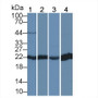 Peroxiredoxin 2 (PRDX2) Polyclonal Antibody, CAU31826