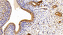 DAB staining on IHC-P; Samples: Rat Uterus Tissue; Primary Ab: 10μg/ml Rabbit Anti-Rat LPIN1 Antibody Second Ab: 2µg/mL HRP-Linked Caprine Anti-Rabbit IgG Polyclonal Antibody