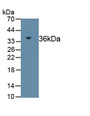 Reticulocalbin 2 (RCN2) Polyclonal Antibody, CAU31863