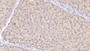 DAB staining on IHC-P; Samples: Human Liver Tissue; Primary Ab: 10µg/ml Rabbit Anti-Human DAO Antibody Second Ab: 2µg/mL HRP-Linked Caprine Anti-Rabbit IgG Polyclonal Antibody