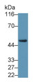 Liver X Receptor Beta (LXRb) Polyclonal Antibody, CAU32069