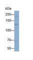 Western Blot; Sample: Porcine Skin lysate; Primary Ab: 0.01ug/ml Rabbit Anti-Human COL1 Antibody; Second Ab: 0.2ug/ml HRP-Linked Caprine Anti-Rabbit IgG Polyclonal Antibody