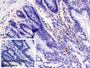 DAB staining on IHC-P; Sample: Rat Colon Tissue; Primary Ab: 10ug/ml Rabbit Anti-Mouse sIgA Antibody; Control: Used PBS instead of primary antibody; Second Ab: 2ug/ml HRP-Linked Caprine Anti-Rabbit IgG Polyclonal Antibody