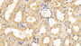 DAB staining on IHC-P; Sample: Human Kidney Tissue; Primary Ab: 10ug/ml Mouse Anti-Multi-species ACTb Antibody Second Ab: 2ug/mL HRP-Linked Caprine Anti-Mouse IgG Polyclonal Antibody