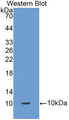 Western Blot; Sample: Recombinant OCM, Human.
